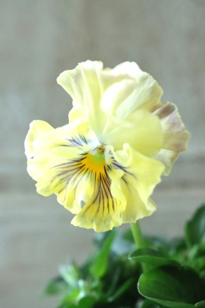 画像1: Fee des neiges Crepe Noble "フェデネージュ クレープ ノーブル" No.13