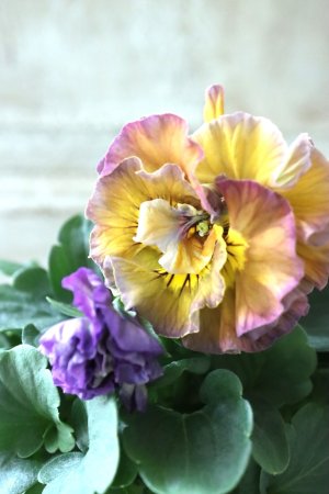 画像3: Fee des neiges Crepe Noble "フェデネージュ クレープ ノーブル" No.20