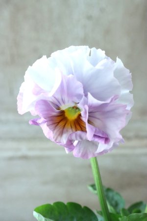 画像2: Fee des neiges  "フェデネージュ ブルー/パープル" No.5