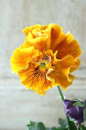 画像1: Fee des neiges Crepe Noble "フェデネージュ クレープ ノーブル" No.37