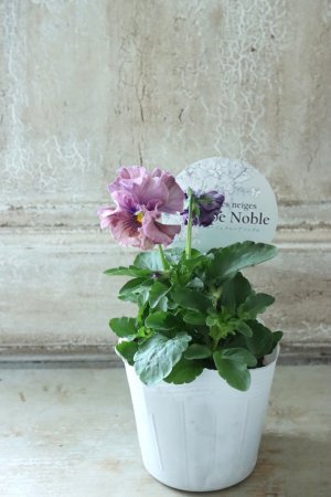 画像4: Fee des neiges Crepe Noble "フェデネージュ クレープ ノーブル" No.39