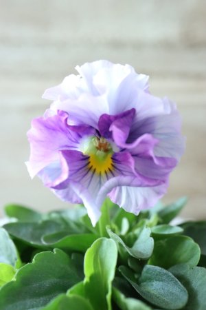 画像1: Fee des neiges  "フェデネージュ ブルー/パープル" No.26