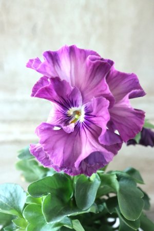 画像3: Fee des neiges Crepe Noble "フェデネージュ クレープ ノーブル" No.30