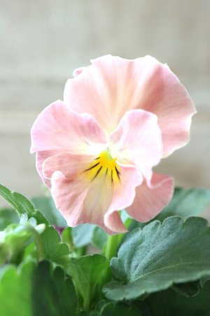 画像7: Nouvelle Vague collection "ange"〜ヌーヴェルヴァーグ アンジュ〜