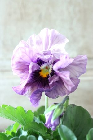 画像2: Fee des neiges Crepe Noble "フェデネージュ クレープ ノーブル" No.22