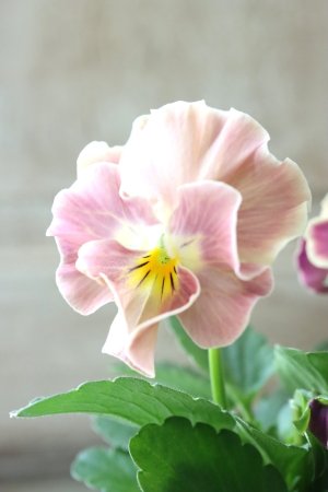 画像5: Nouvelle Vague collection "ange"〜ヌーヴェルヴァーグ アンジュ〜