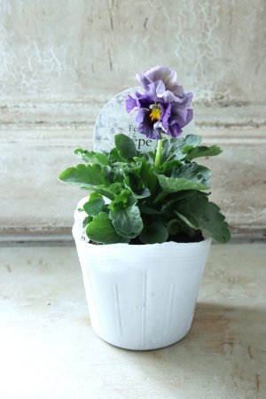 画像4: Fee des neiges Crepe Noble "フェデネージュ クレープ ノーブル" No.41