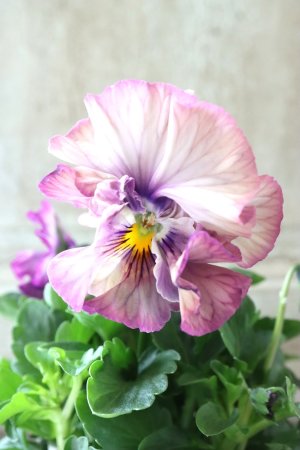 画像3: Fee des neiges Crepe Noble "フェデネージュ クレープ ノーブル" No.24