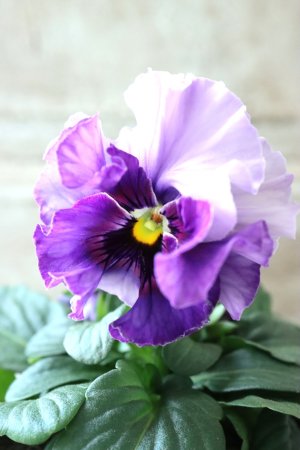 画像1: Fee des neiges  "フェデネージュ ブルー/パープル" No.34