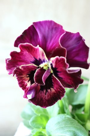 画像1: Fee des neiges  "フェデネージュ ブルー/パープル" No.27