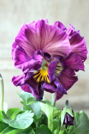 画像2: Fee des neiges Crepe Noble "フェデネージュ クレープ ノーブル" No.33