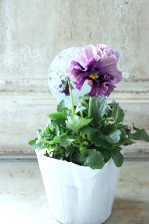 画像4: Fee des neiges Crepe Noble "フェデネージュ クレープ ノーブル" No.31