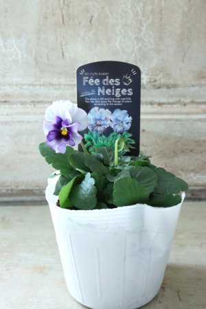 画像4: Fee des neiges  "フェデネージュ ブルー/パープル" No.22