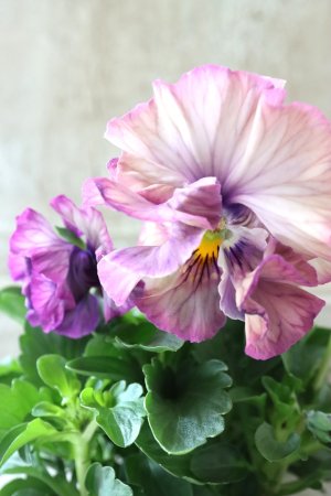 画像1: Fee des neiges Crepe Noble "フェデネージュ クレープ ノーブル" No.24