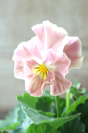 画像3: Nouvelle Vague collection "ange"〜ヌーヴェルヴァーグ アンジュ〜