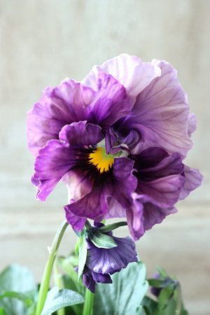 画像3: Fee des neiges Crepe Noble "フェデネージュ クレープ ノーブル" No.31