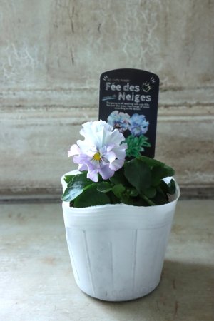 画像4: Fee des neiges  "フェデネージュ ブルー/パープル" No.30