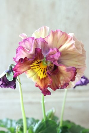 画像3: Fee des neiges Crepe Noble "フェデネージュ クレープ ノーブル" No.26