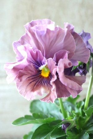 画像3: Fee des neiges Crepe Noble "フェデネージュ クレープ ノーブル" No.39