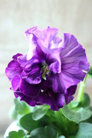 画像3: Fee des neiges  "フェデネージュ ブルー/パープル" No.23