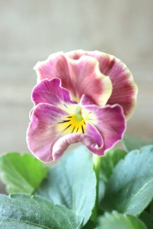 画像6: Nouvelle Vague collection "ange"〜ヌーヴェルヴァーグ アンジュ〜