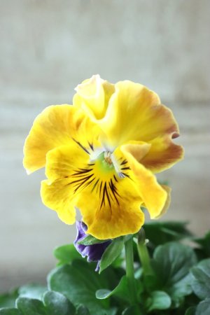 画像1: Fee des neiges Crepe Noble "フェデネージュ クレープ ノーブル" No.21