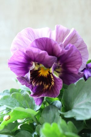 画像2: Fee des neiges Crepe Noble "フェデネージュ クレープ ノーブル" No.40