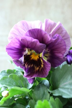 画像3: Fee des neiges Crepe Noble "フェデネージュ クレープ ノーブル" No.40