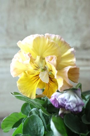 画像1: Fee des neiges Crepe Noble "フェデネージュ クレープ ノーブル" No.23