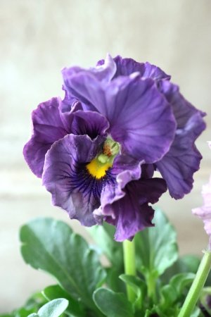 画像1: Fee des neiges Crepe Noble "フェデネージュ クレープ ノーブル" No.39