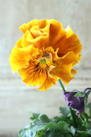 画像3: Fee des neiges Crepe Noble "フェデネージュ クレープ ノーブル" No.37