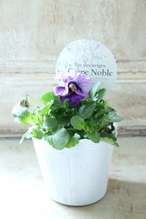 画像4: Fee des neiges Crepe Noble "フェデネージュ クレープ ノーブル" No.42