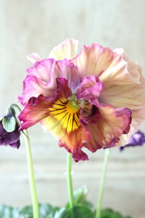 画像1: Fee des neiges Crepe Noble "フェデネージュ クレープ ノーブル" No.26