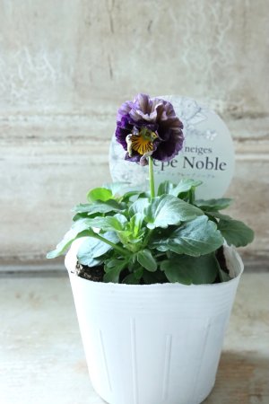 画像4: Fee des neiges Crepe Noble "フェデネージュ クレープ ノーブル" No.44