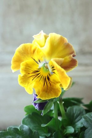 画像3: Fee des neiges Crepe Noble "フェデネージュ クレープ ノーブル" No.21