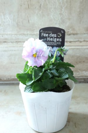 画像4: Fee des neiges  "フェデネージュ ブルー/パープル" No.32