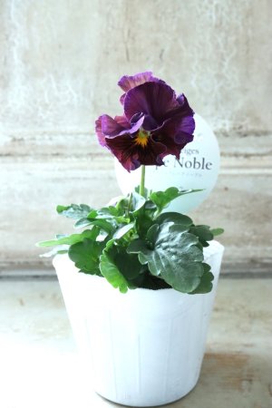 画像4: Fee des neiges Crepe Noble "フェデネージュ クレープ ノーブル" No.25