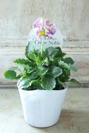 画像4: Fee des neiges Crepe Noble "フェデネージュ クレープ ノーブル" No.28