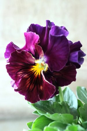 画像2: Fee des neiges Crepe Noble "フェデネージュ クレープ ノーブル" No.32