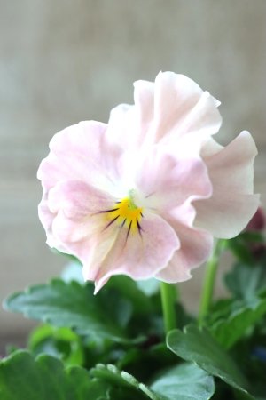 画像4: Nouvelle Vague collection "ange"〜ヌーヴェルヴァーグ アンジュ〜