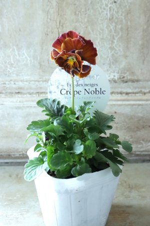 画像4: Fee des neiges Crepe Noble "フェデネージュ クレープ ノーブル" No.27