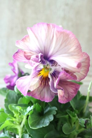 画像2: Fee des neiges Crepe Noble "フェデネージュ クレープ ノーブル" No.24