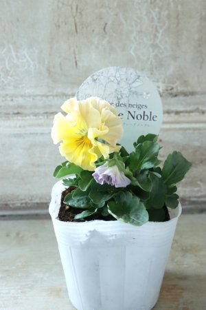 画像4: Fee des neiges Crepe Noble "フェデネージュ クレープ ノーブル" No.29