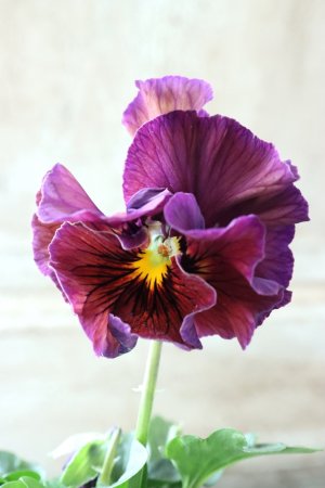 画像3: Fee des neiges Crepe Noble "フェデネージュ クレープ ノーブル" No.25