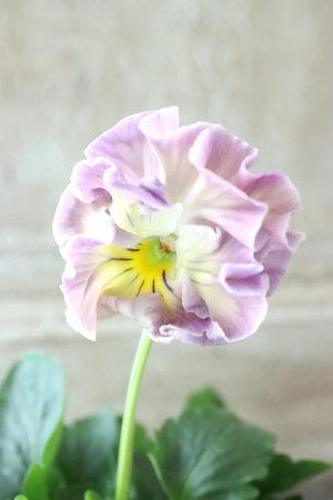 画像1: Fee des neiges Crepe Noble "フェデネージュ クレープ ノーブル" No.28