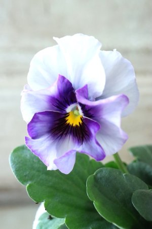 画像1: Fee des neiges  "フェデネージュ ブルー/パープル" No.22