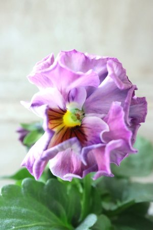 画像1: Fee des neiges  "フェデネージュ ブルー/パープル" No.28