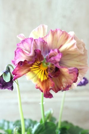 画像2: Fee des neiges Crepe Noble "フェデネージュ クレープ ノーブル" No.26