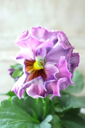 画像2: Fee des neiges  "フェデネージュ ブルー/パープル" No.28