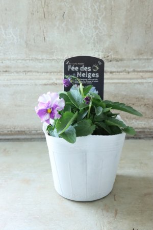 画像4: Fee des neiges  "フェデネージュ ブルー/パープル" No.25